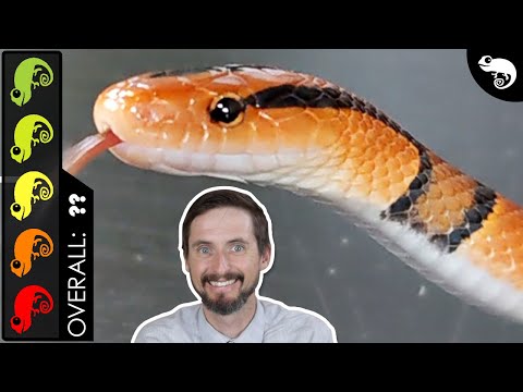 Bamboo Rat Snake, The Best Pet Snake?