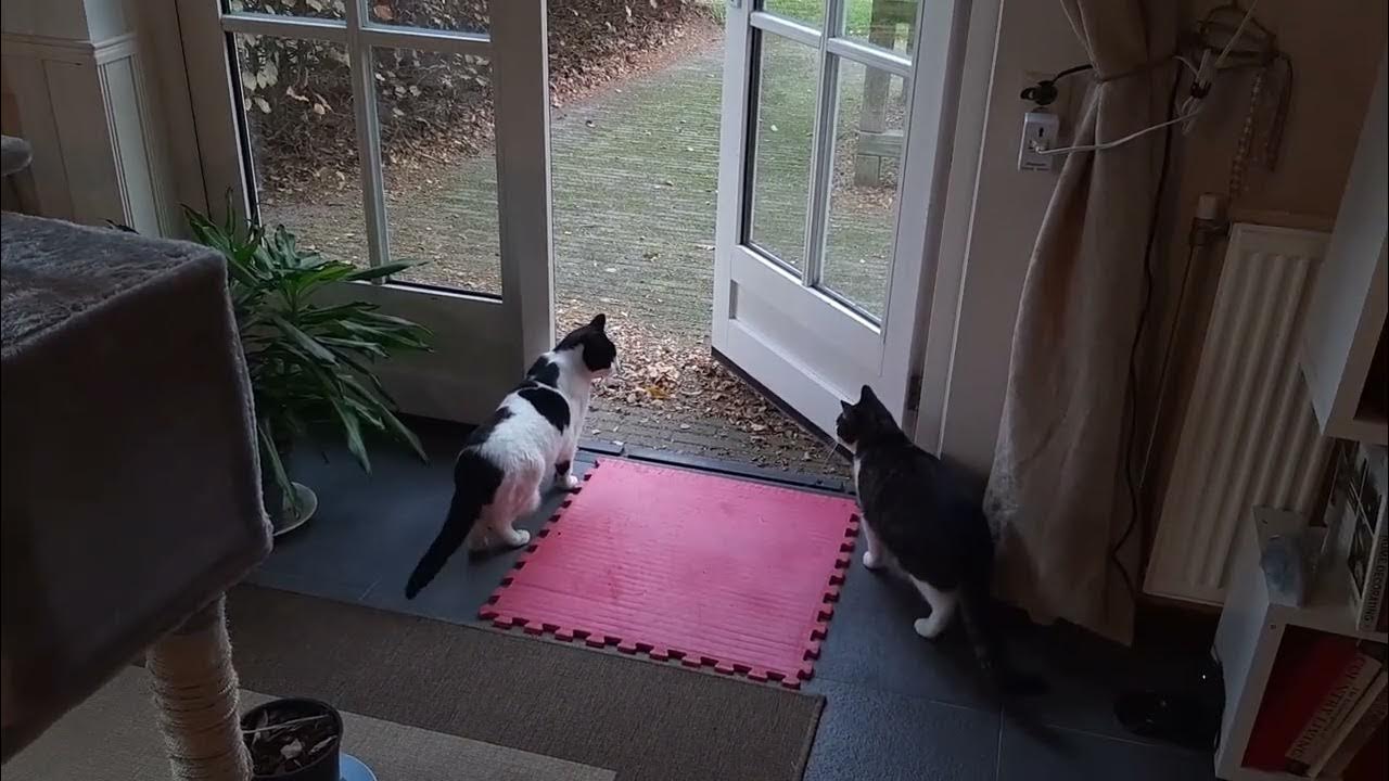 Kitty is too afraid to go outside YouTube