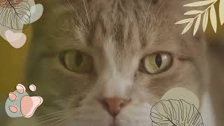 Fun Facts About Cats #trending #viral #youtube #viralvideo #cat #viralvideos #cats