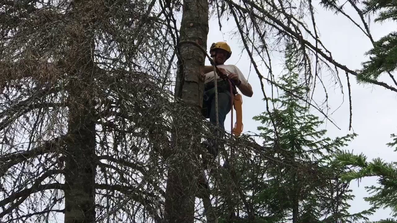 Felling Dead Trees On The Homestead Part 1 - YouTube