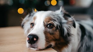 Can Dogs Eat Salami?🐾🍖