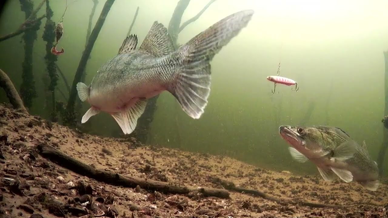 ПРИШЛА ВЕСНА и СУДАК ВЫШЕЛ НА МЕЛЬ. Ловля судака на вибы со льда. Рыбалка 2026.