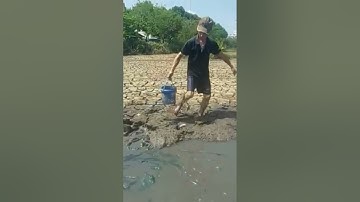 bắt Cá cạn đường Nước Ruộng giữa Sài Gòn trúng bầy Cá 🐟🎏 #canhdep #quehuongvietnam #dongque