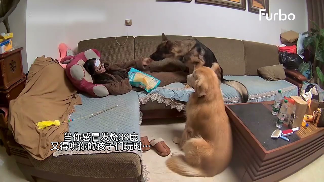 When my fever reaches 39 degrees golden retriever