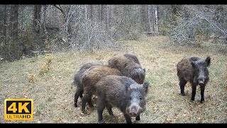 Wild boar (Sus scrofa)