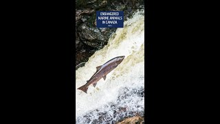 Endangered Atlantic Salmon | Protecting one of Canada’s most iconic fish
Atlantic salmon are famous for their incredible migrations, journeying from the ocean to freshwater to spawn. However, wild populations have declined significantly since the 1970s. The most severe declines have occurred in the 32 rivers of the inner Bay of Fundy where Atlantic salmon are now listed as “endangered” under Canada’s Species at Risk Act.
Despite this, hope remains as conservationists and communities work together to restore the salmon’s historic journey. Will we help them find their way back?
Learn more about other endangered marine life in Canada: https://oceana.ca/en/blog/six-endangered-marine-animals-in-canada/ Endangered Atlantic Salmon | Protecting one of Canada’s most iconic fish