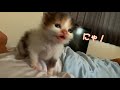 熟睡している夫の寝込みを子猫に襲ってもらったところ・・・【保護猫】（Husband was attacked by a kitten）