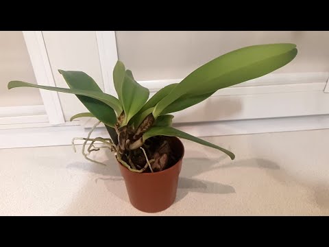 Пересадка каттлеи (Cattleya