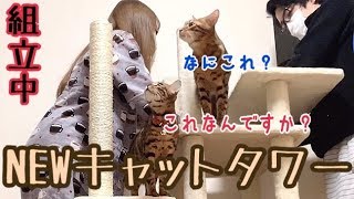 猫部屋にNEWキャットタワー入れたら喜んでくれるかな？