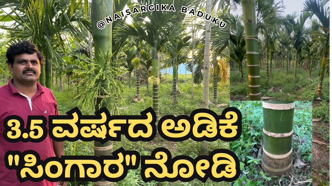 3.5 ವರ್ಷದ ಅಡಿಕೆಯಲ್ಲಿ ಸಿಂಗಾರ ಬಂದಿದೆ 