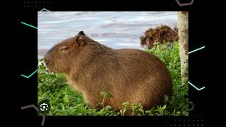 Capibara