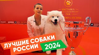 «Лучшие собаки России. РКФ 2024»
