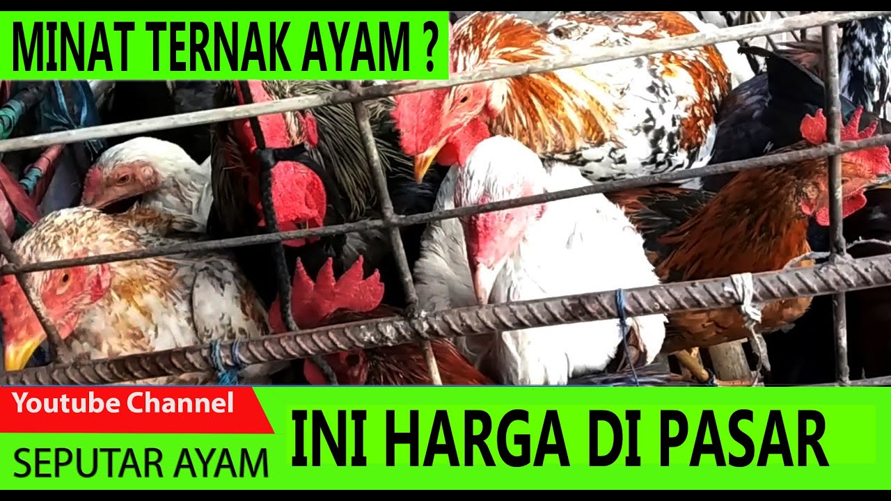 INI HARGA AYAM KAMPUNG | Seputar Ayam 