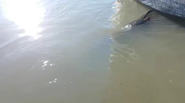 Quanto è grande un leone marino?