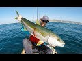 Kayak Fishing for BIG Yellowtail | #FieldTrips West Coast | Field Trips with Robert Field