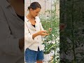 modern agriculture farmer🙈😱 #shorts #satisfying #tiktok #farmer #students #agriculture