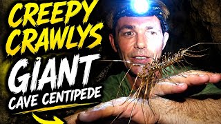 House Centipede Bite? GIANT SCUTIGERA Cousin- House Centipede! #giantcentipede #centipede #insects