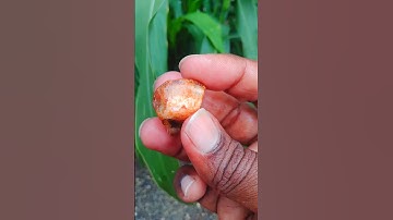 The color of this agate is white and cream, with distinct red-orange and brown stripes and spots