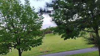 Trees in 20 MPH Wind