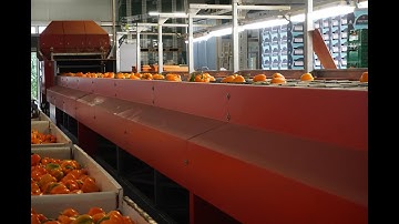 Complete pepper sorting and packing system