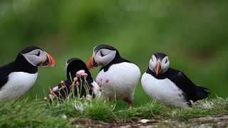 Some puffins at Lunga