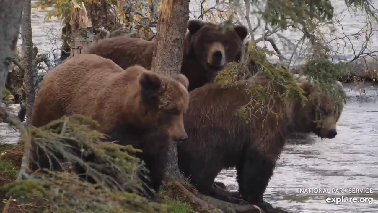 Bear 910, 910jr, 909jr | Bodacious Beady Bunch | Brooks Falls | 10/1/24 | EXPLORE.ORG