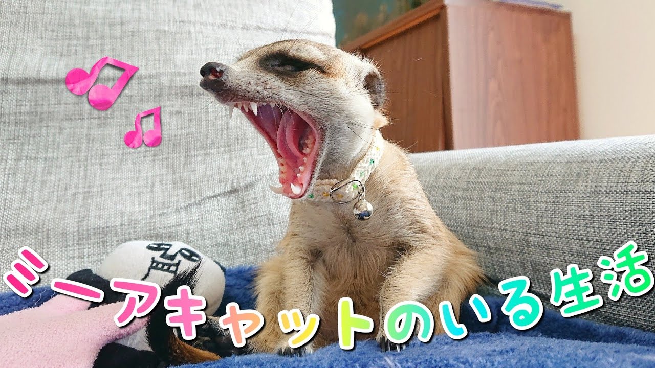 これがミーアキャットのいるドタバタ生活です🐒💨【ミーアキャット飼育