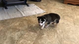PuppyFinder com Meet Tinker