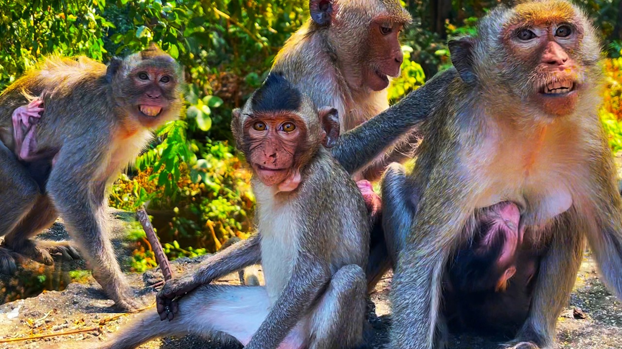 Today, mother monkey is don't allow me to play with them.