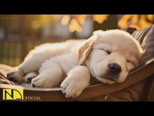 20 HOURS of Dog Calming Music🦮💖Dog Relaxation🐶🎵Anti Separation Anxiety Relief Music⭐ NadanMusic class=