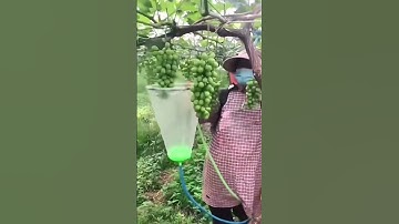 The process of spraying pesticides on grapes for preventing pest infestations