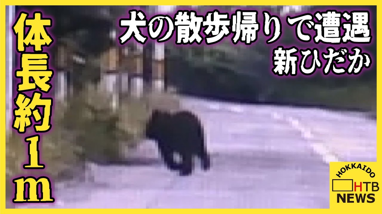 クマ目撃】犬の散歩帰りの男性が車を運転していたら…体長約1メートル