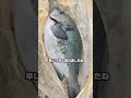 5/23関西最大級の釣場南芦屋浜朝釣果情報!巨大グレ38cm上がる!フィッシングマックス芦屋店