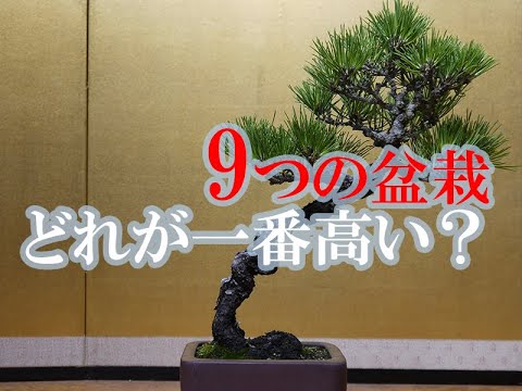 息抜き ゲーム 高価な盆栽並べ替えクイズ Quiz Of Bonsai Which Bonsai Is Highest Youtube