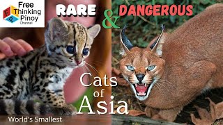 10 Mabagsik na Pusa Na Kakaiba sa Asia | 10 Wildest & Unique Small Cats of Asia