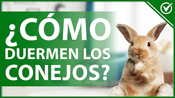 ¿Cuántas horas de atención necesitan los conejos al día?