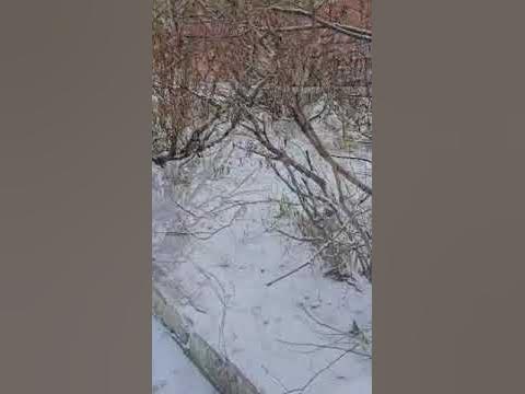 Октябрь пришёл... Норильск #снежок - YouTube