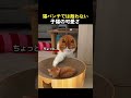 猫パンチでは敵わない子猫の可愛さ