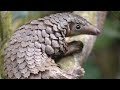 THE SOUND OF THE PANGOLIN CLEAR VOICE IS PERFECT FOR ATTRACTING