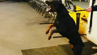 Aggressive Doberman Attacks  Making real aggression in protection