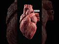 Crazy facts about human heart🫀 जो आप नहीं जानते शायद !Please like share &amp; subscribe 🙏🏻