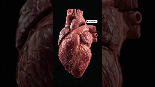 Crazy facts about human heart🫀 जो आप नहीं जानते शायद !Please like share & subscribe 🙏🏻