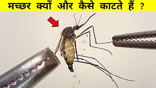 मच्छर के अंदर क्या होता है और ये काटते कैसे है ? Mosquito Bite