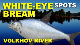 Russian Fishing 4 White Eye Bream SPOTS Volkhov River