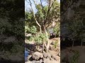 chichakund #nature #sorts #vlog