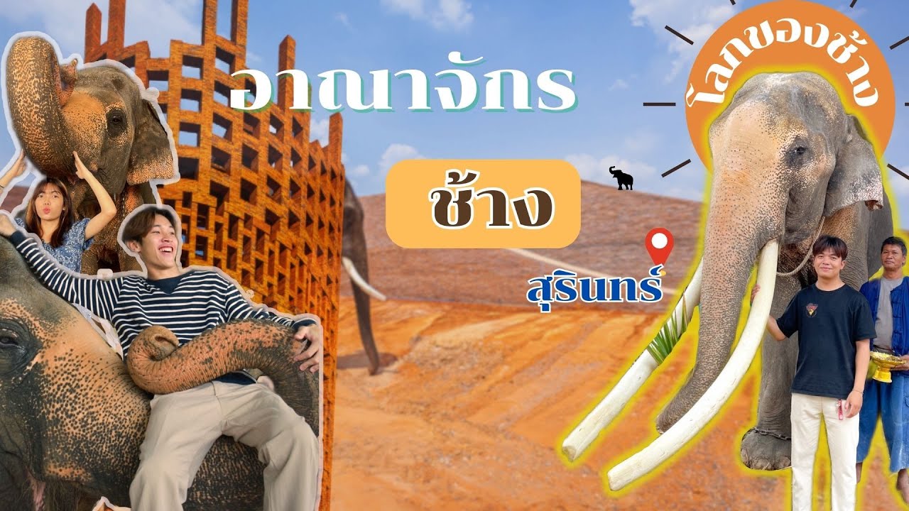 เที่ยวบ้านช้างจ.สุรินทร์ ตามหาคุณตาทองใบและพลายบัวบาน 