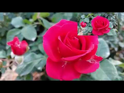 Hosur Special: Valentine's Day special:Lot of Buds in a single stem:Only for Rose Lovers DD gallery