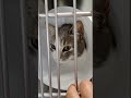 4 GATTI IN GABBIA DAL VETERINARIO 🚨 La storia di Oscar vi spezzerà il cuore 🥺#gatti
