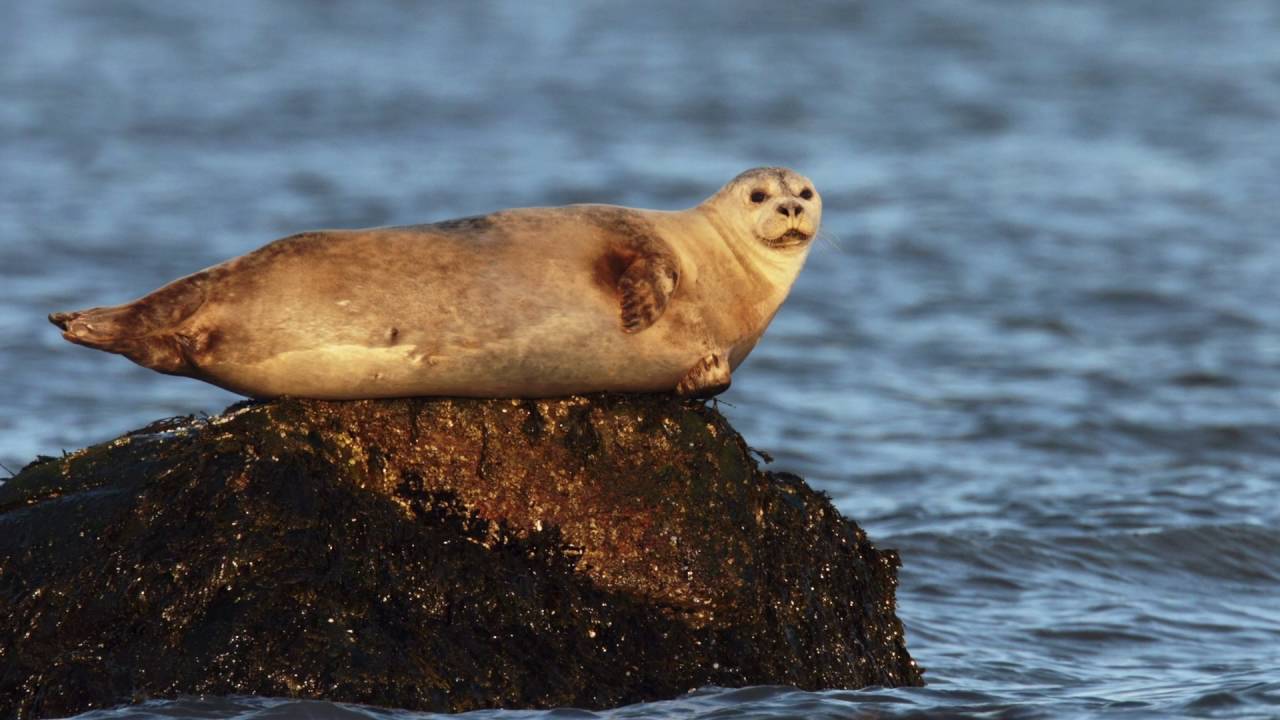 Hammonasset Beach State Park