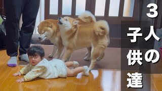 親を震え上がらせる赤ちゃんと、おばあちゃんや靴下にも忠犬な柴犬